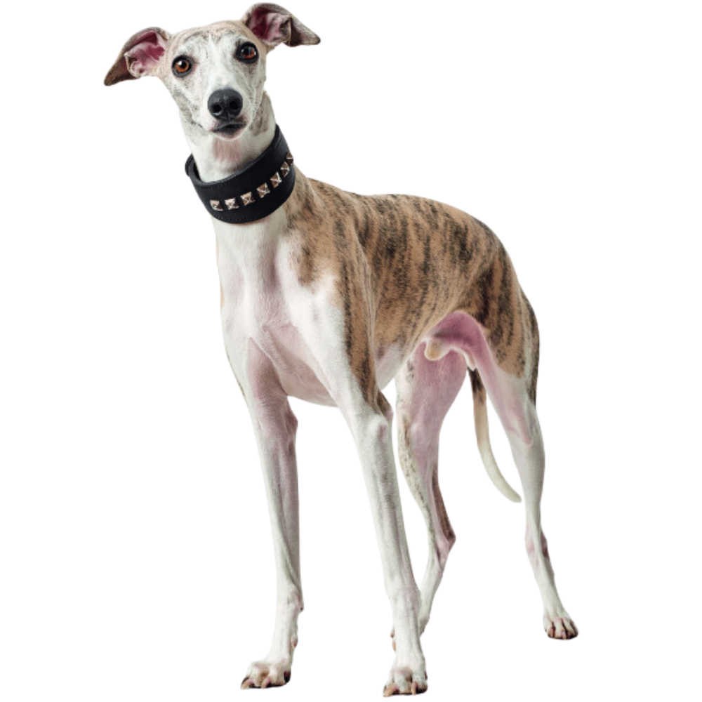 Dunkelbraunes Windhundhalsband mit Elementen am Hundehals