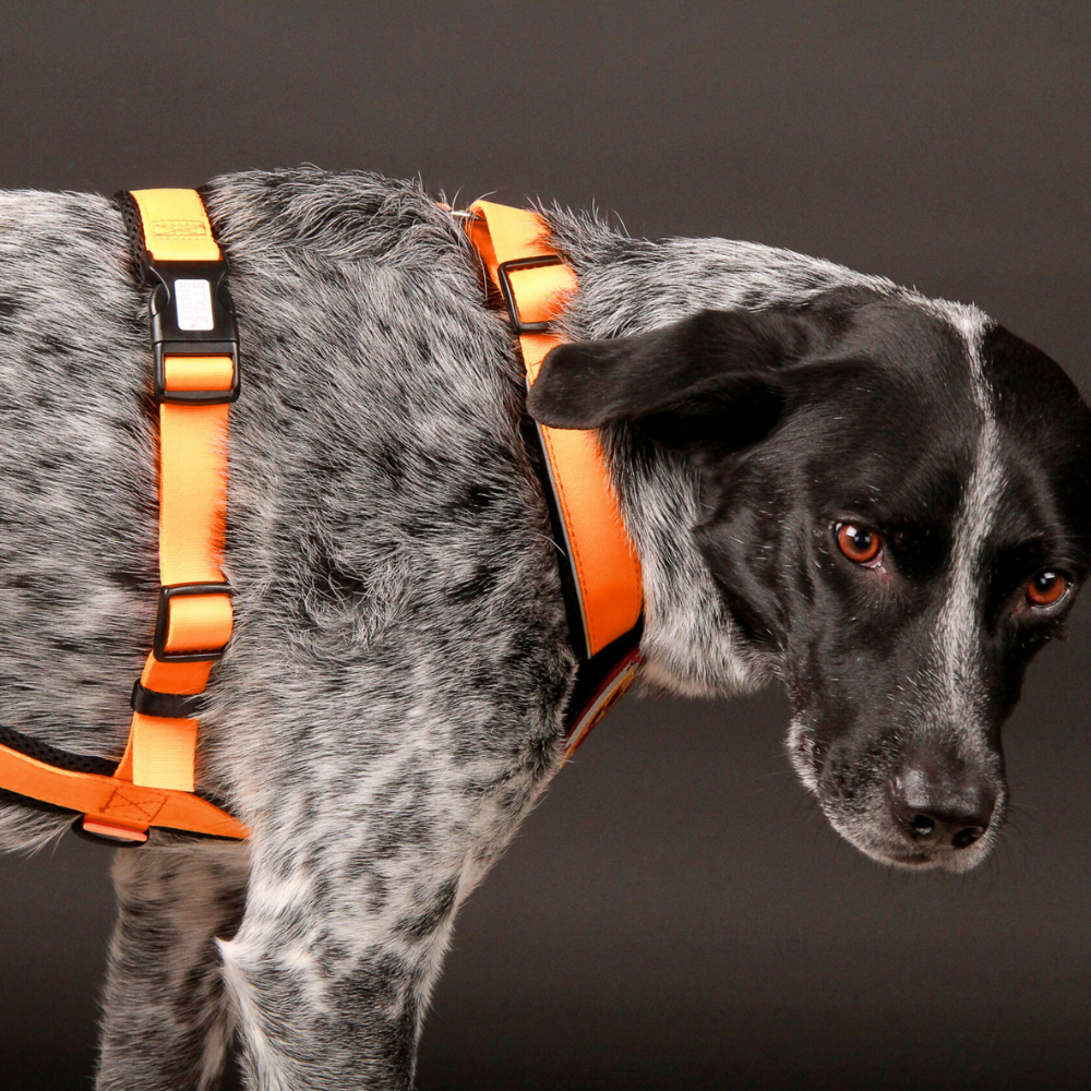 StyleSnout® Patch & Safe Sicherheitsgeschirr Hundegeschirr neonorange Seitenansicht am Hund