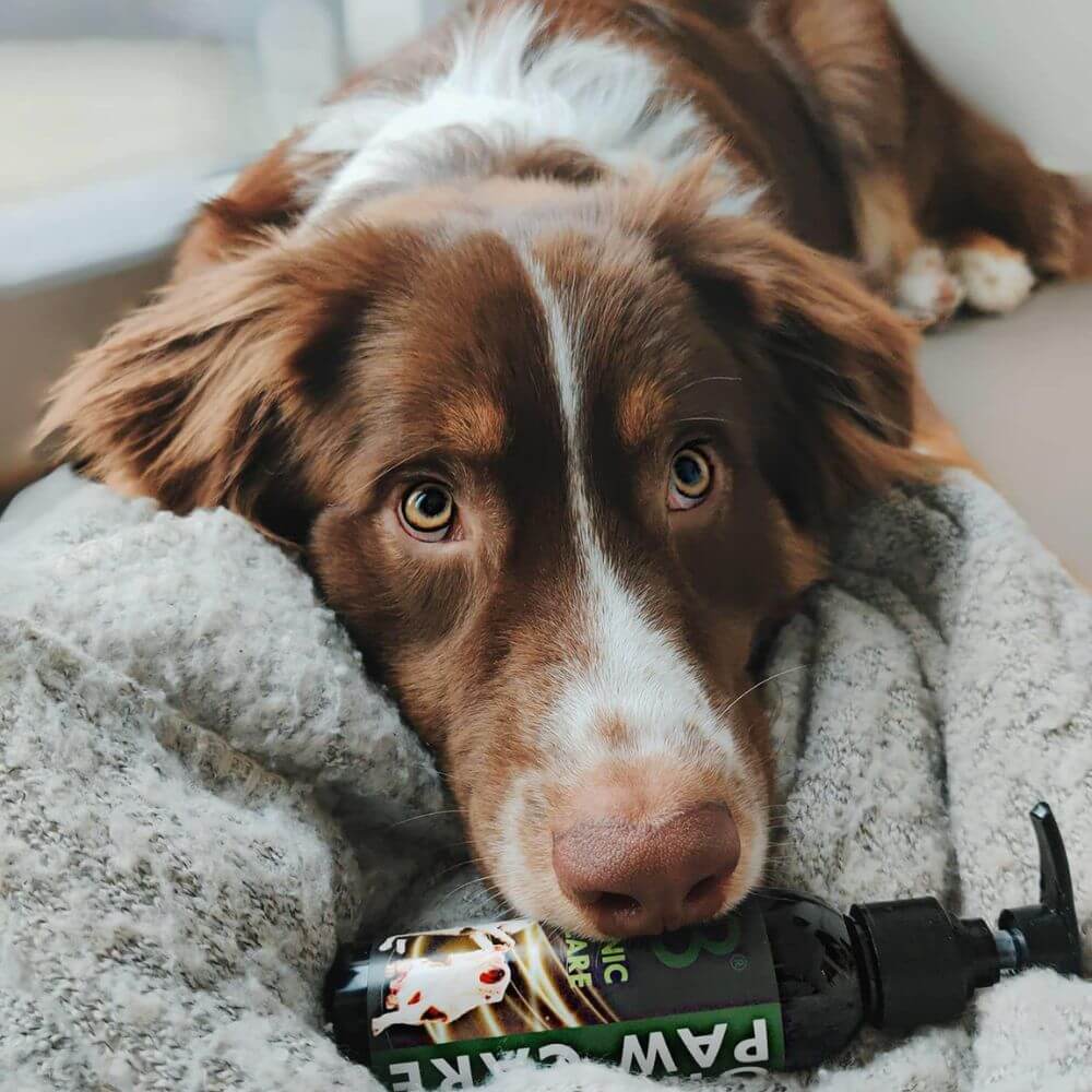 Pfotenpflege für Hunde auf natürlicher Basis mit liegendem Hund