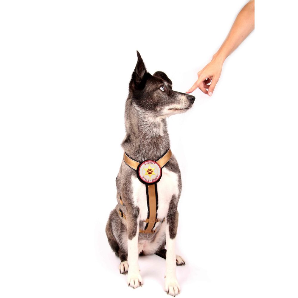 StyleSnout® Patch & Safe Sicherheitsgeschirr Vorderansicht am Hund gold
