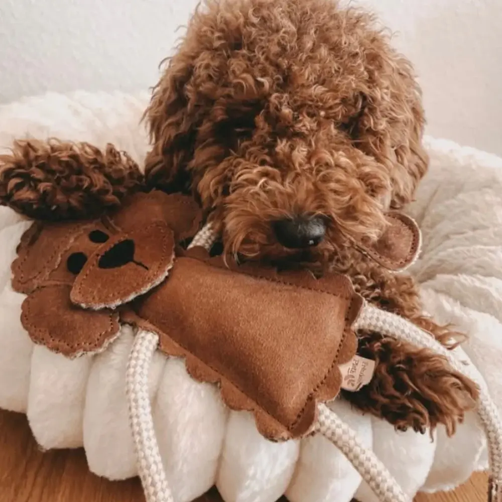 Nachhaltiges Hundespielzeug Piet Pudel mit Hund im Bett