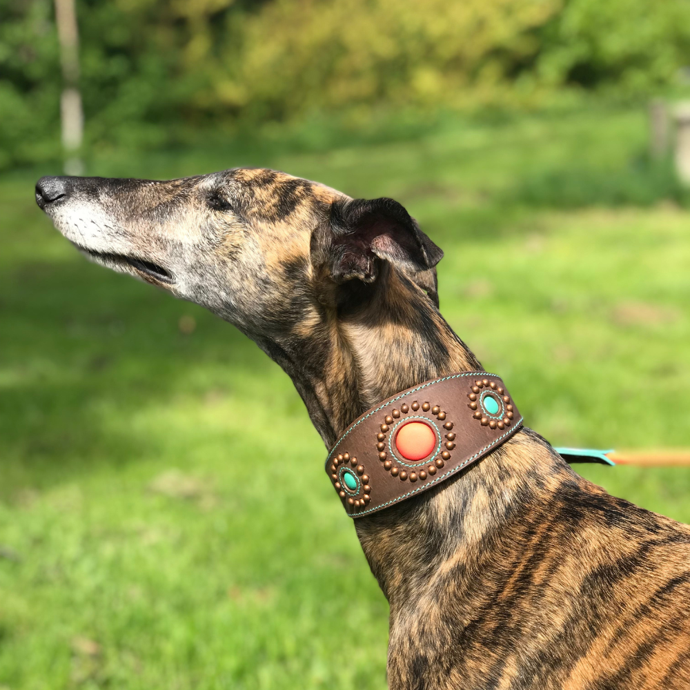 Windhundhalsband Sammy braun von DWAM am braunem Hund