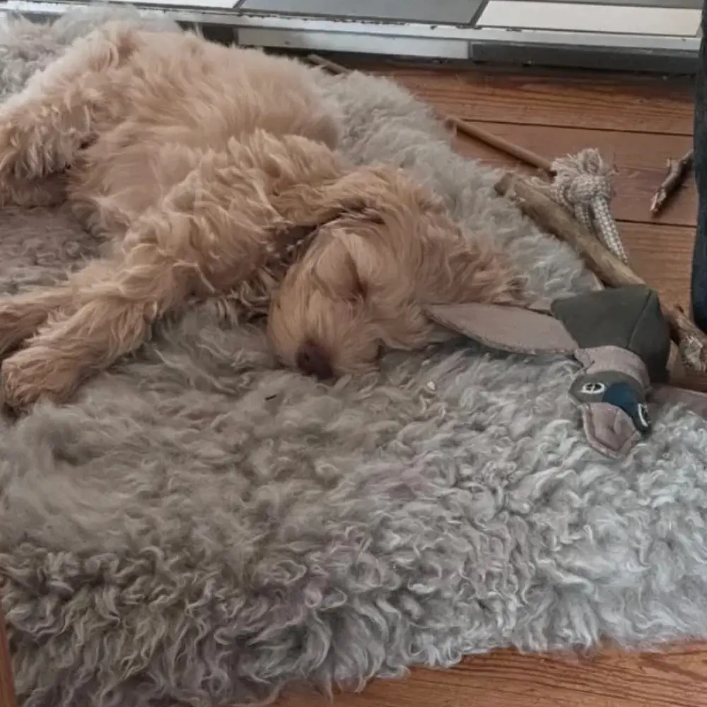 Schlafender Pudel mit seinem Hundespielzeug Elli Ente