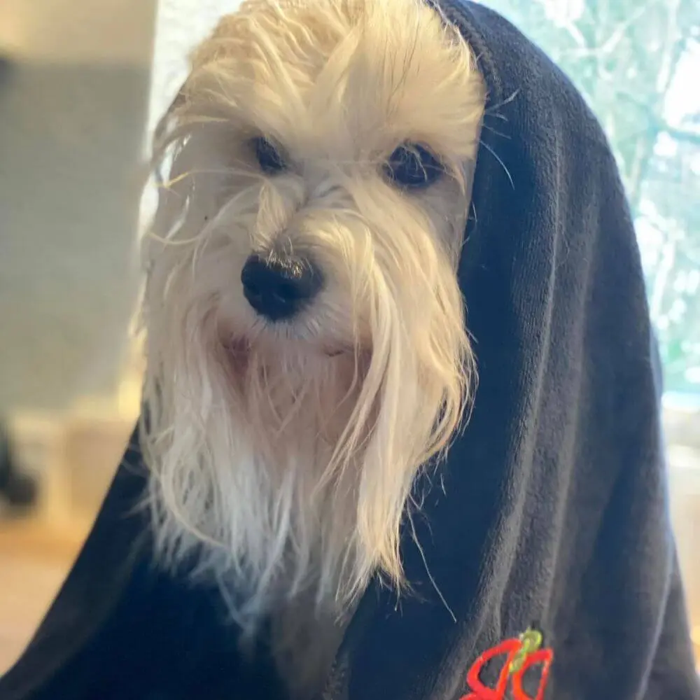 Hundehandtuch anthrazit über einem kleinen Langhaarhund