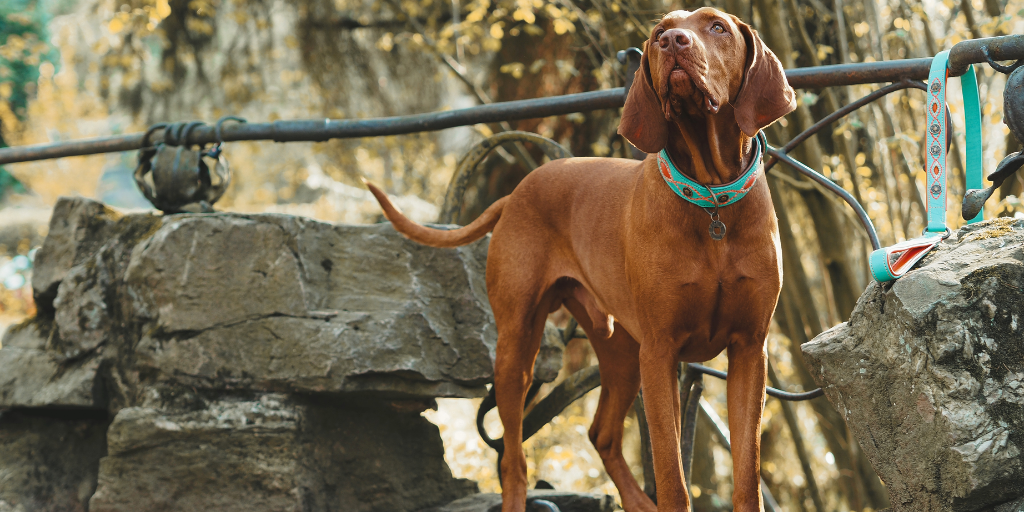 Hundeleine im Hundeshop kaufen Hund mit Halsband in der Natur und Leine am Geländer