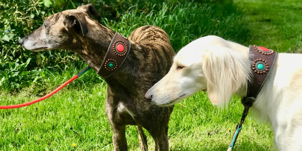 Windhunde mit Halsbändern von DWAM