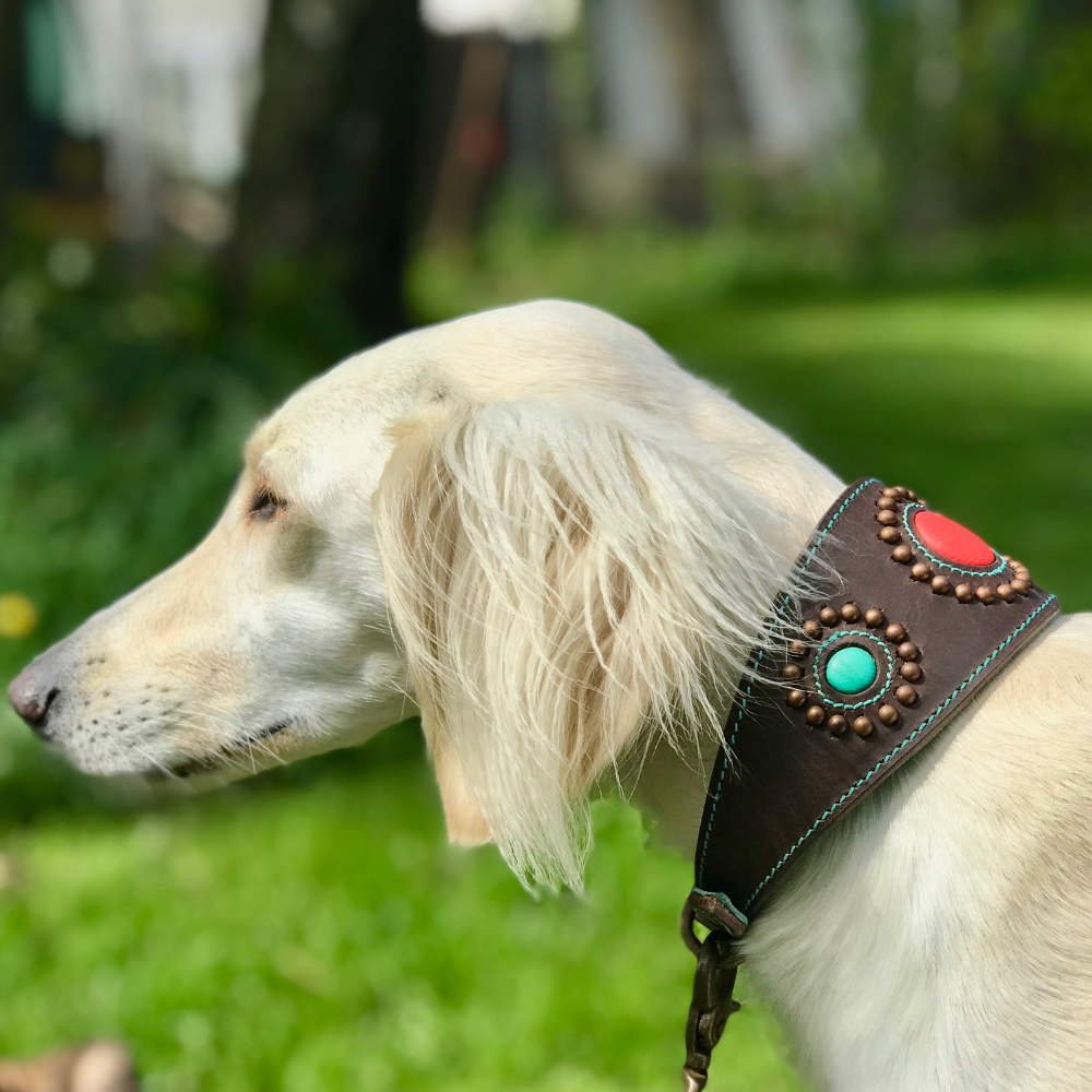 Windhundhalsband Sammy braun von DWAM am weißen Hund im Einsatz