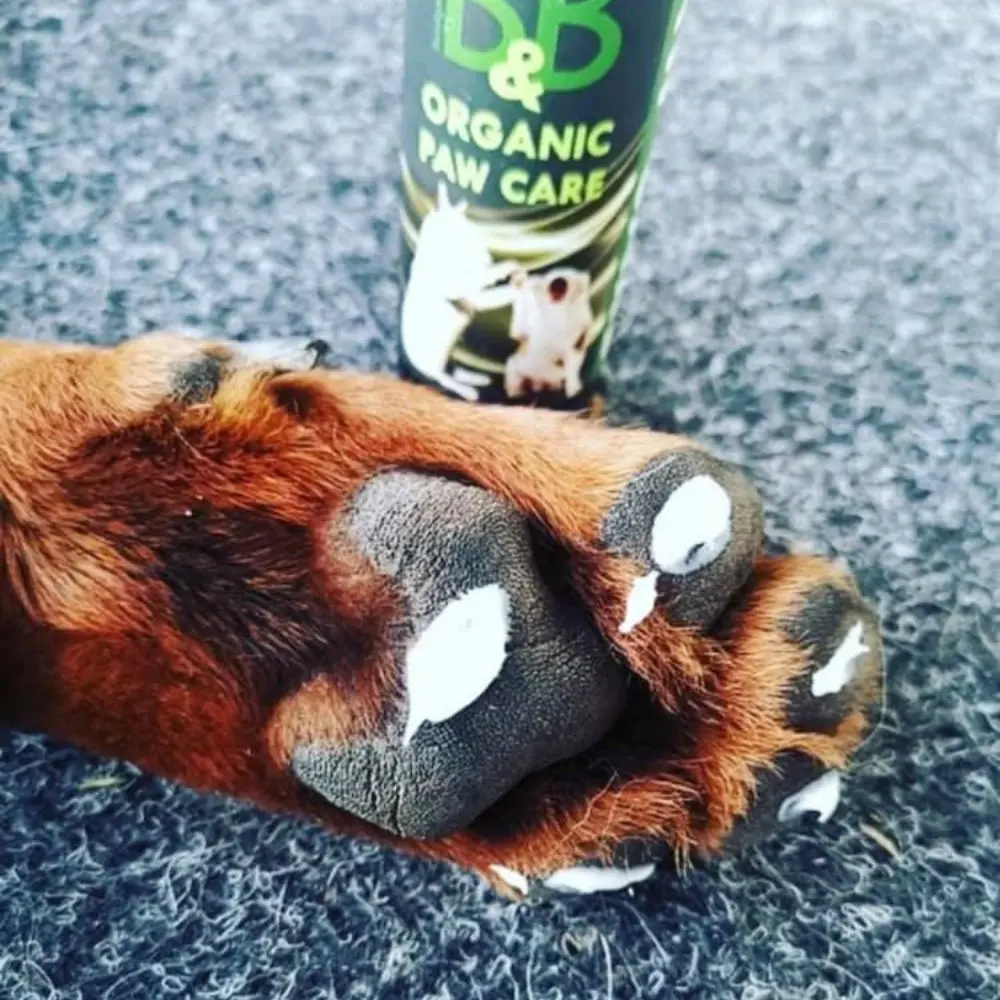 Pfotenpflege Paw Care auf Hundeballen