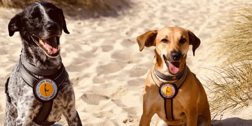 Hundegeschirre