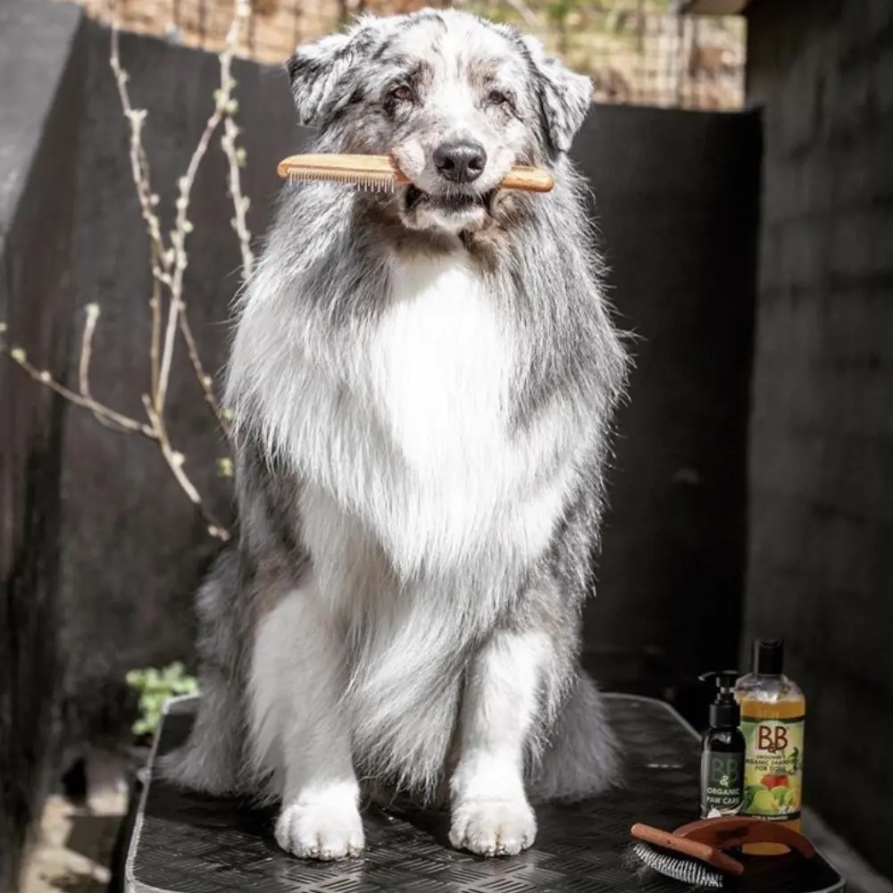 Hundekamm mit rotierenden Zinken im Maul eines Hundes