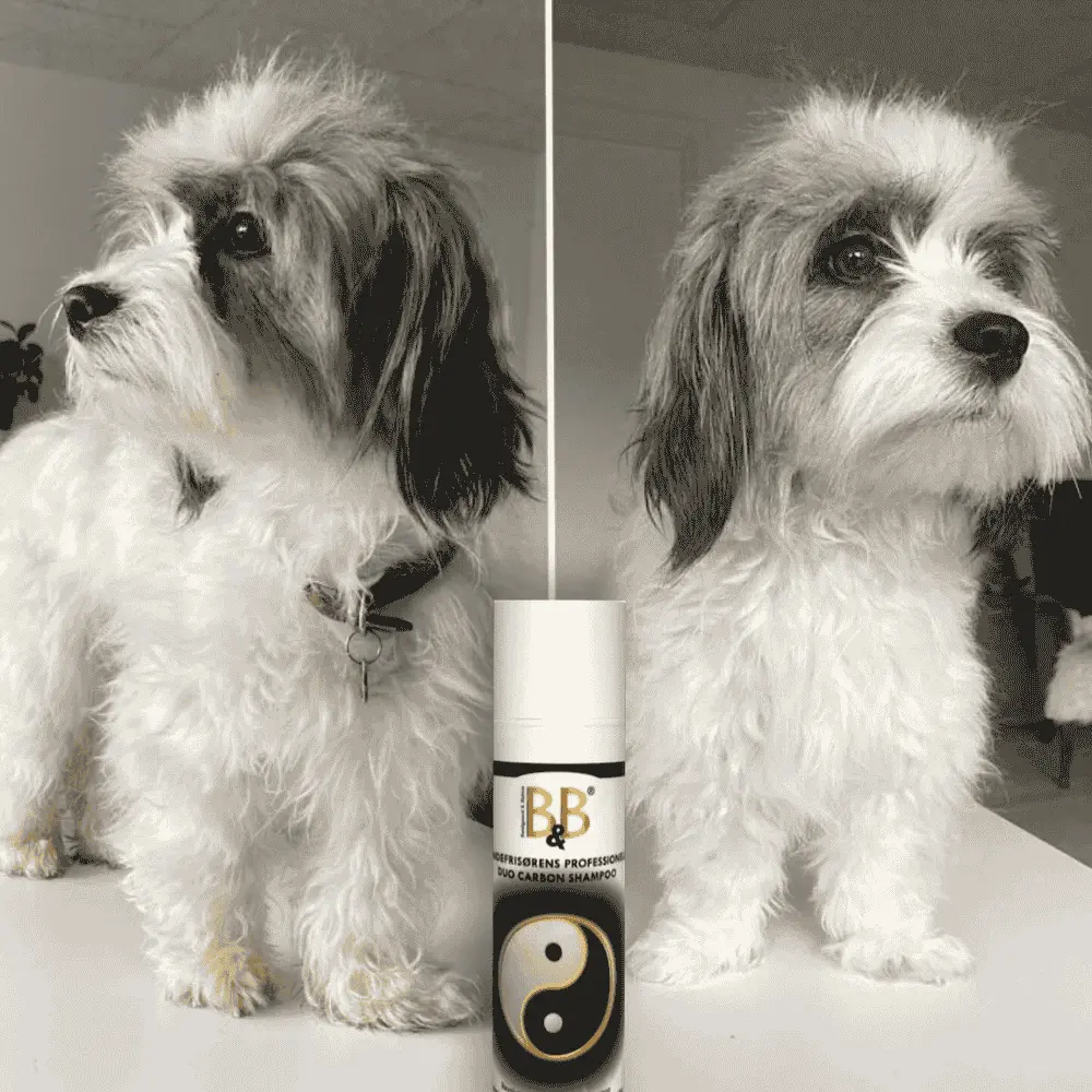 Hundeshampoo Duo Carbon gegen Verfärbungen im Hundefell in der 200 ml Sprayflasche