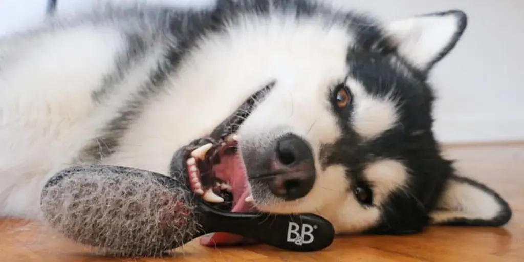 Liegender Husky Hund mit ausgebürstetem Fell in der Favoritbürste