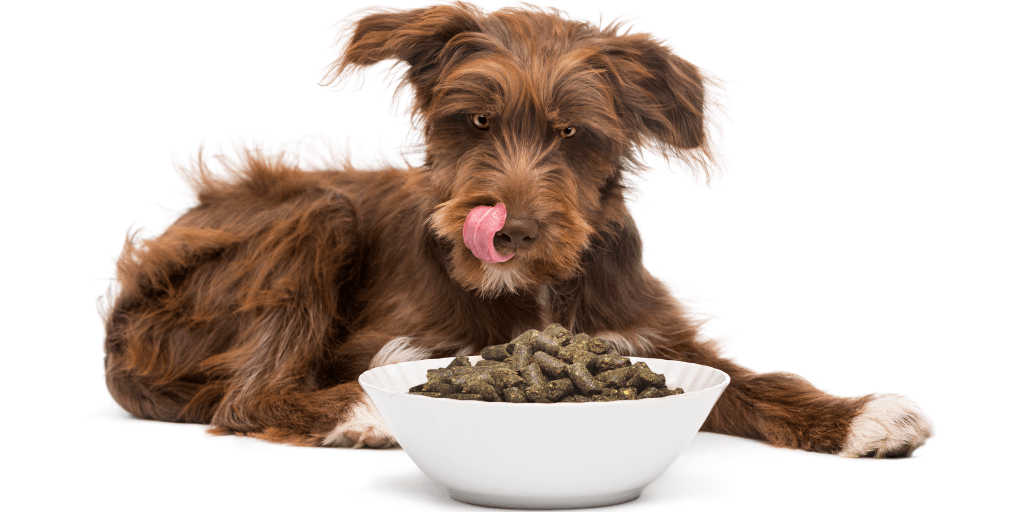 Hundenäpfe im Hundeshop Hund zeigt Zunge vor dem vollen Futternapf