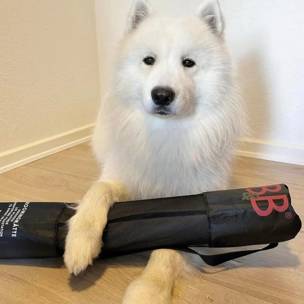 Antirutschmatte Hund mit großem weißen Hund