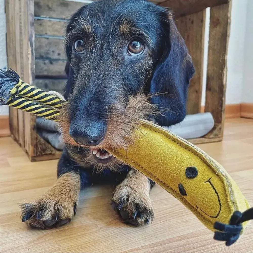 Nachhaltiges Hundespielzeug Barne Banane im Maul vom Rauhaardackel