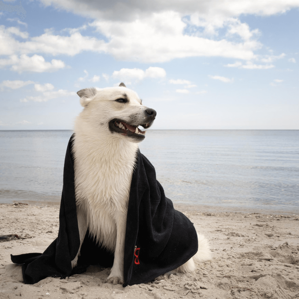 Hundehandtuch von B&B kaufen  Hund am Strand im Hundehandtuch von B&B eingewickelt