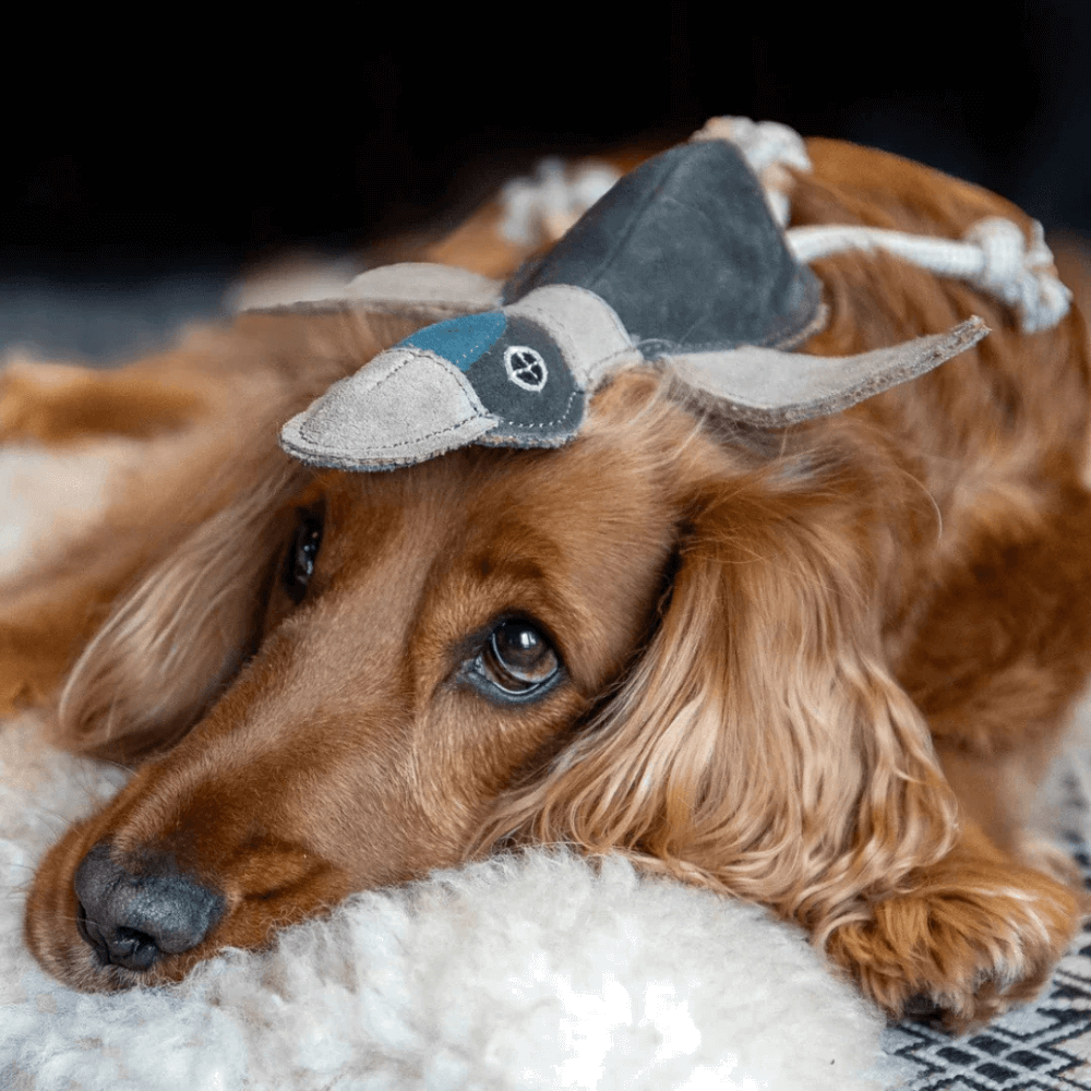 Nachhaltiges Hundespielzeug Elli Ente auf Dackelkopf