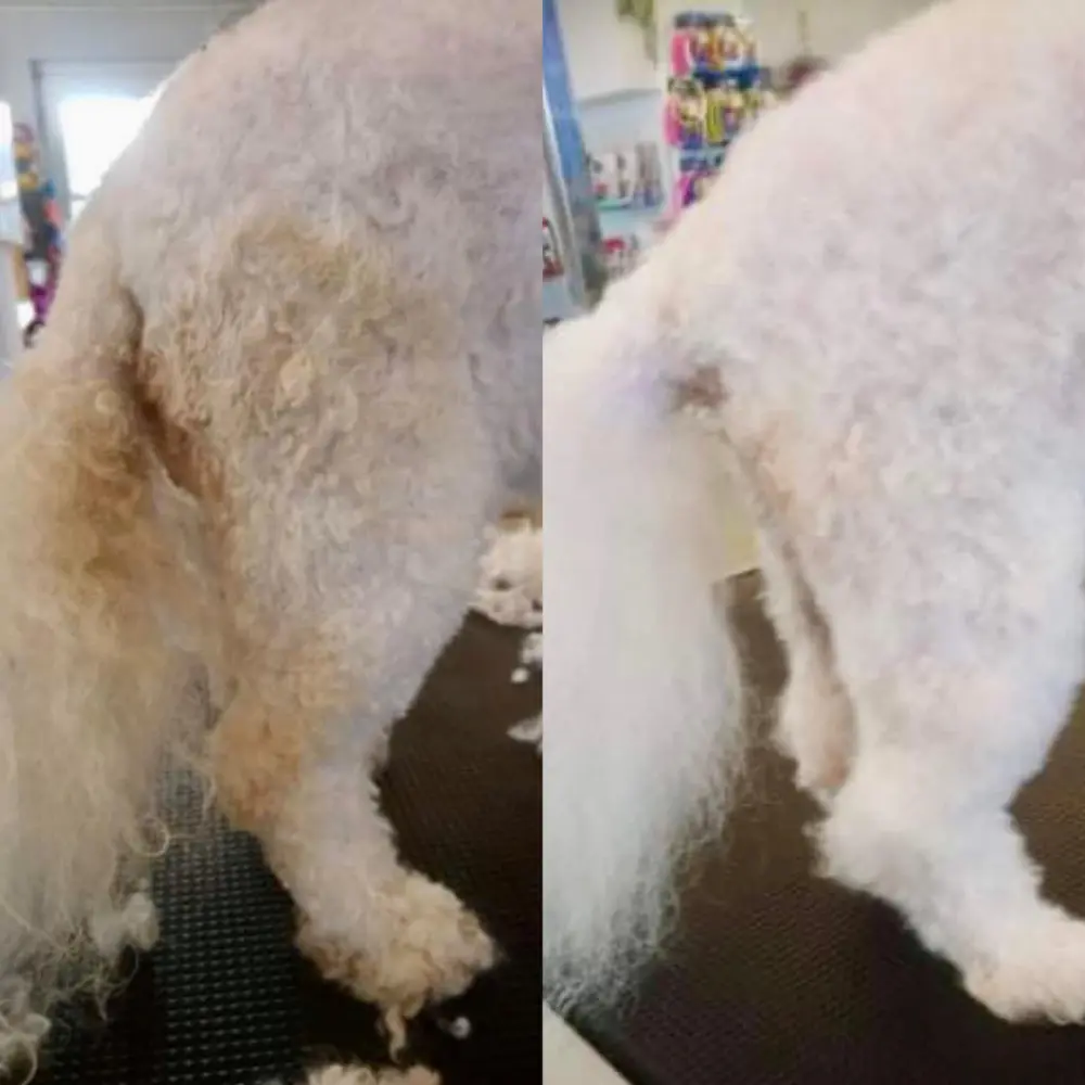 B&B Citrus Hundeshampoo - Hund nach dem Waschen