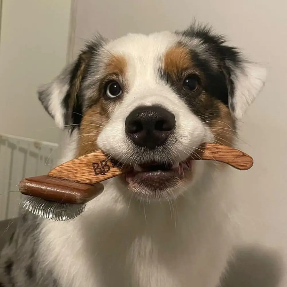 B&B Økologisk Ergonomische Hundebürste mit Hund