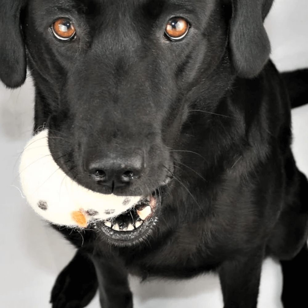 Hundespielzeug Schneemann aus Schafwolle Hund mit dem Spielzeug Schneemann