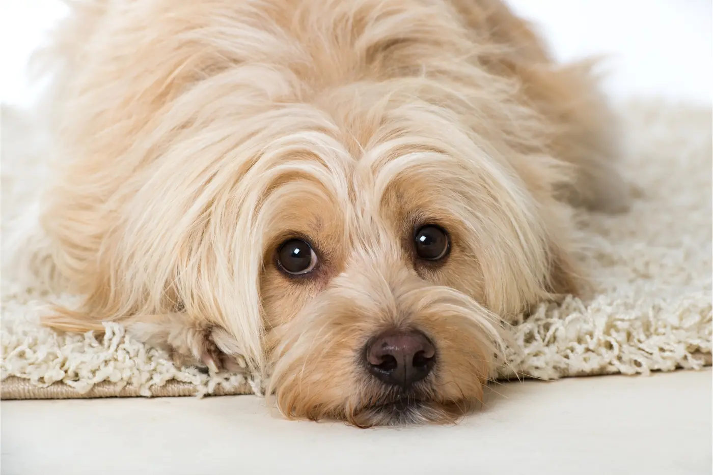 Niedlicher Hund mit großen Augen liegt auf der Decke im Hundeshop