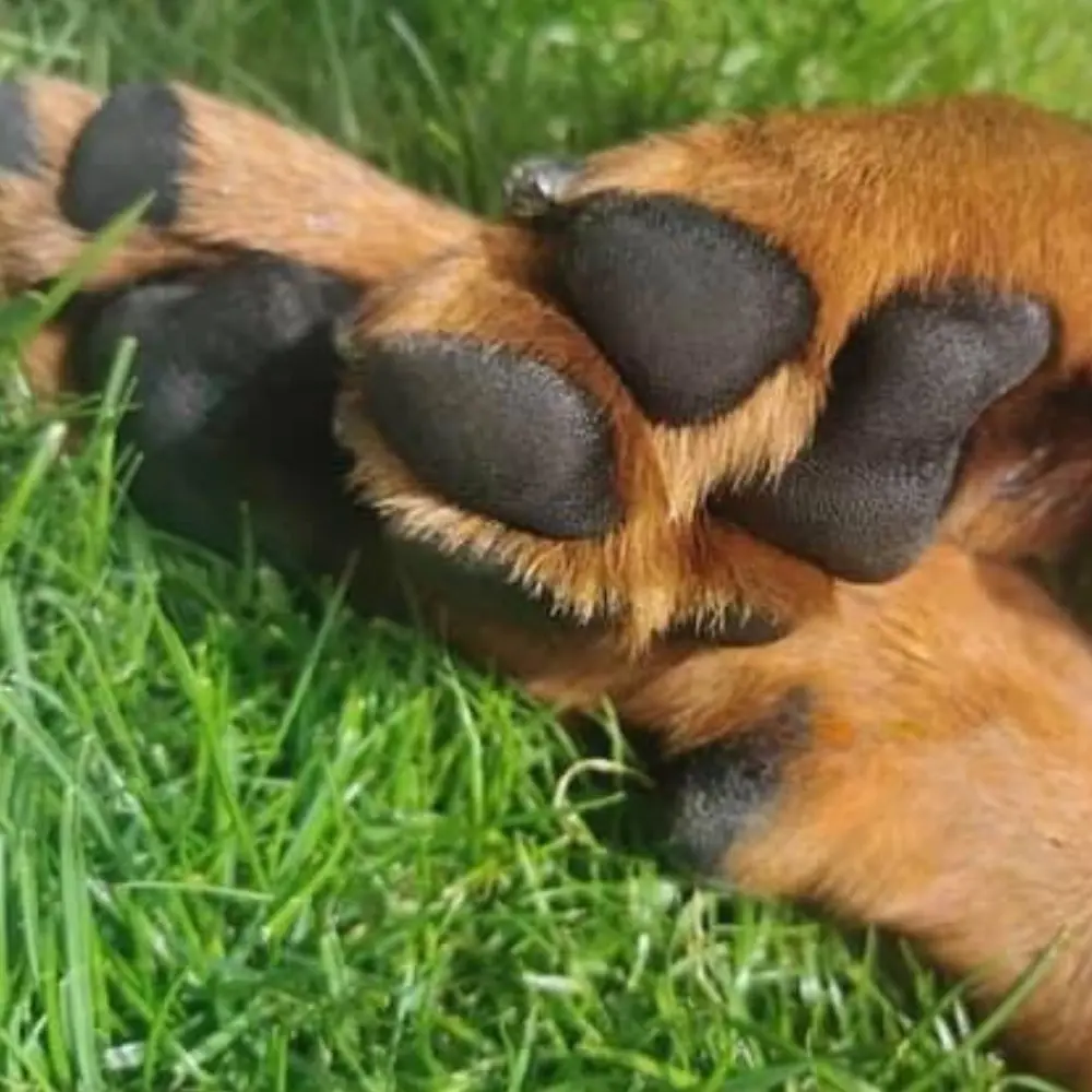 B&B Paw Care Pfotenpflege Hund - Gepflegte Pfoten