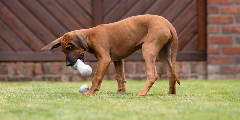 Hund spielt mit einem nachhaltigen Hundespielzeug aus Wolle