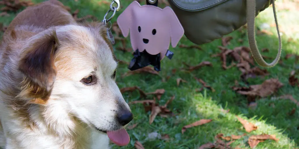 Hund mit Kotbeutelspender an Tasche