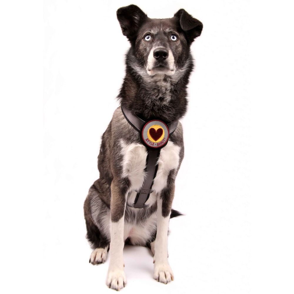StyleSnout® Patch & Safe Sicherheitsgeschirr Vorderansicht am Hund silber