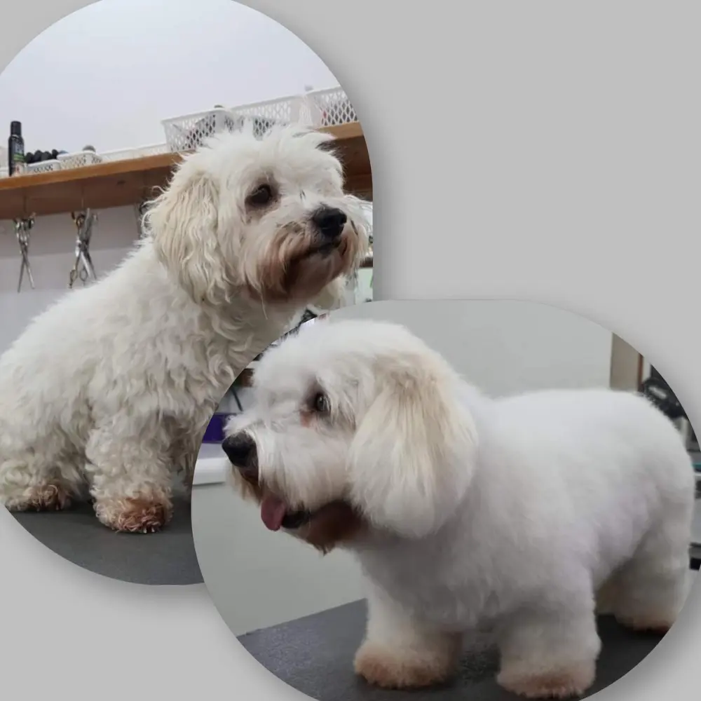 B&B Citrus Hundeshampoo - Hund nach dem Waschen