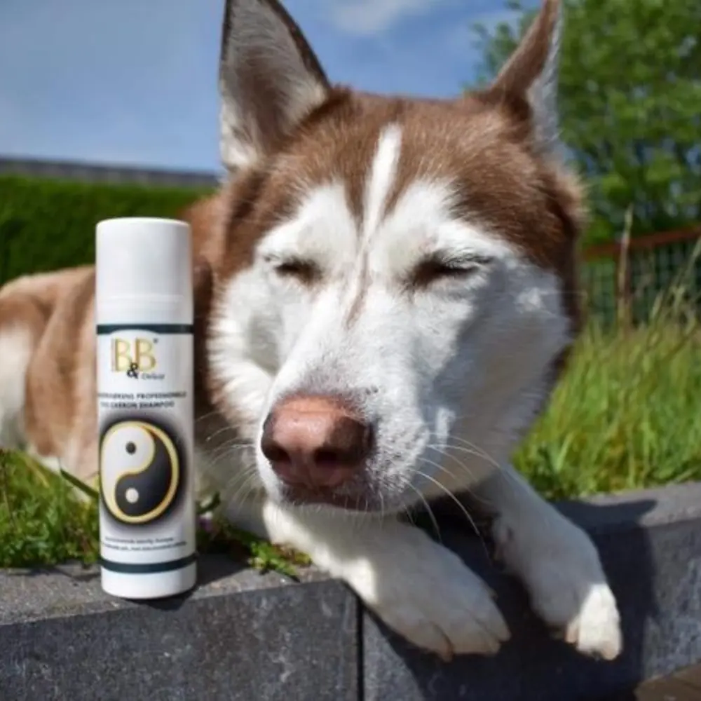 B&B Deluxe Duo Carbon Hundeshampoo mit Husky