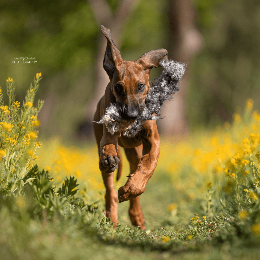 Hundespielzeug Wuschel aus Schafwolle Hundespielzeug Wuschel mit Hund im Einsatz