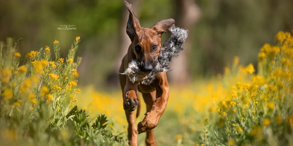 Hund spielt mit Wuschel