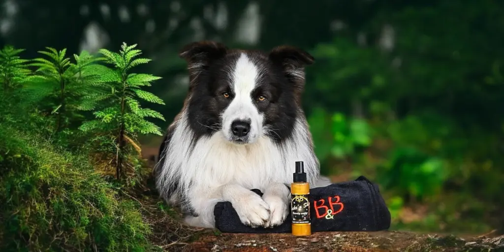 Bordercollie im Wald mit Hundehandtuch & Fellpflegespray