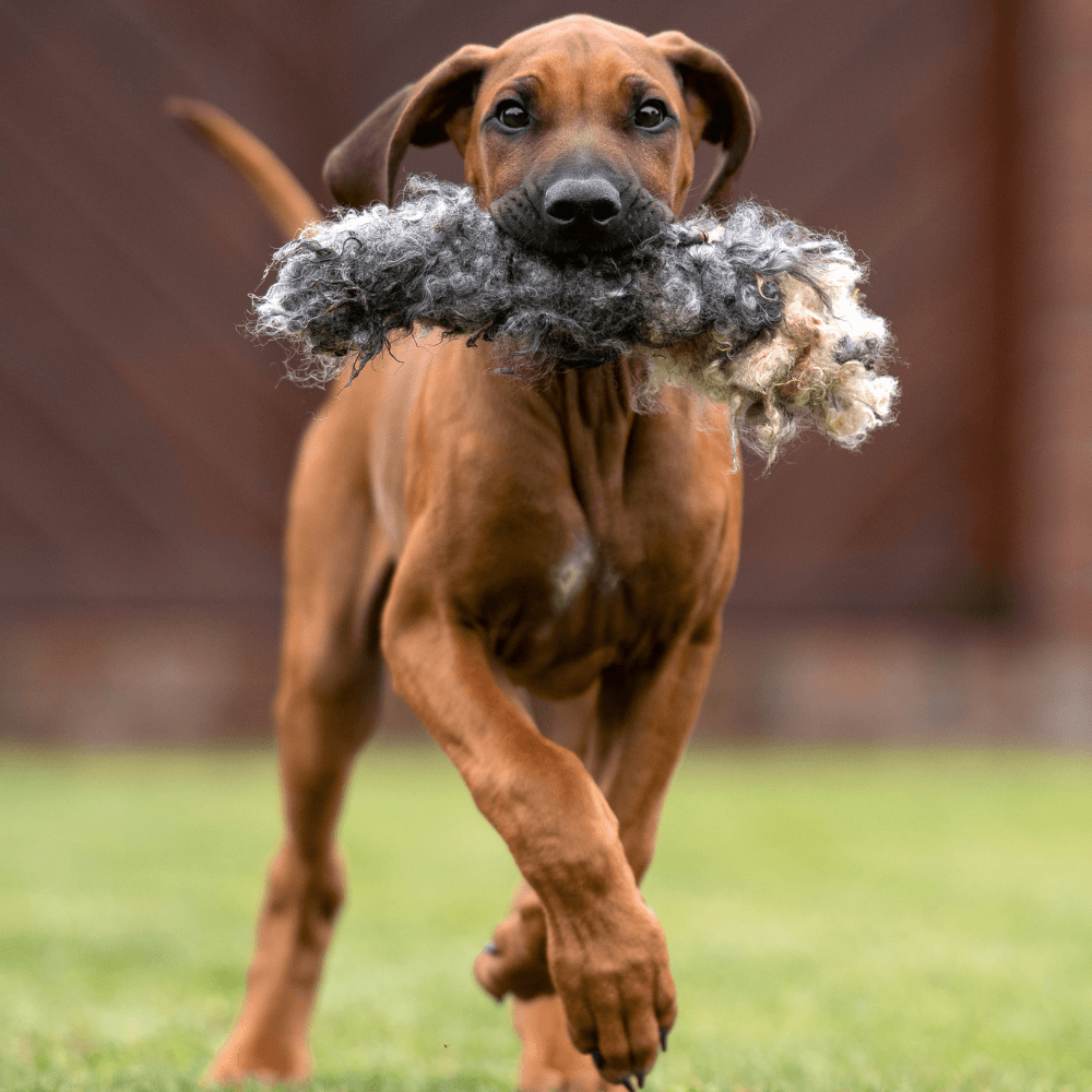 Hundespielzeug Wuschel aus Schafwolle Hundespielzeug Wuschel nachhaltig und Ökologisch