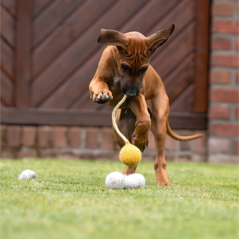 Schleuderball gelb mit Wurfleine für Hunde im Einsatz aus Bio-Wollfilz