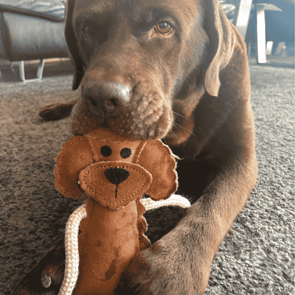 Nachhaltiges Hundespielzeug Piet Pudel mit Labrador