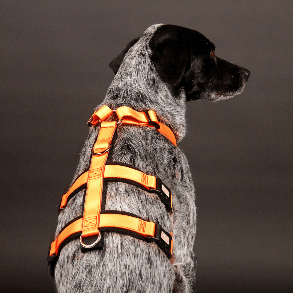 StyleSnout® Patch & Safe Sicherheitsgeschirr Hundegeschirr neonorange Rückenansicht am Hund