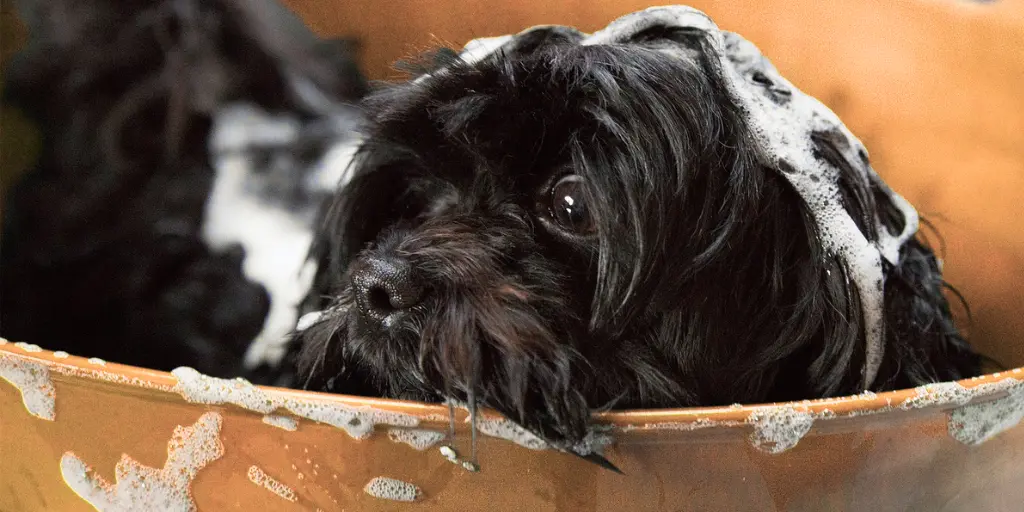 Hund einshampooniert in Wanne