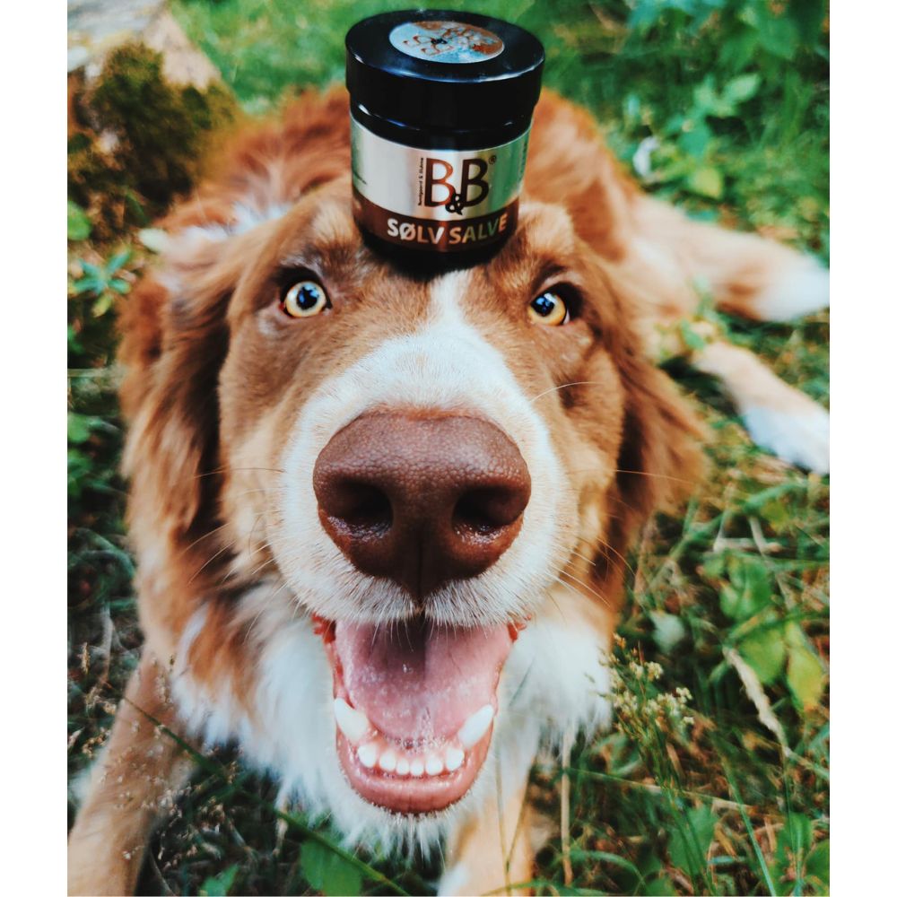 Silbersalbe Sølv Salve mit Silberionen zur natürlichen Desinfektion bei Hunden