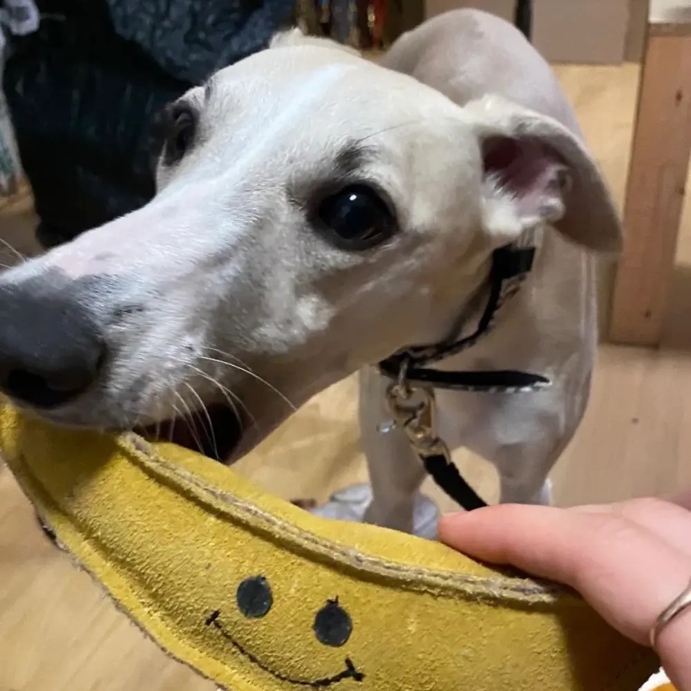 Nachhaltiges Hundespielzeug Barne Banane im Maul vom Windhund